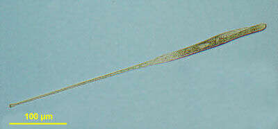 Слика од Spirostomum caudatum