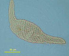 Слика од Spirostomum caudatum