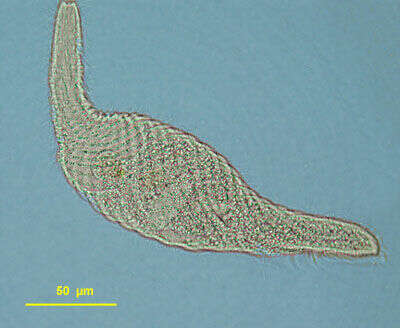 Слика од Spirostomum caudatum