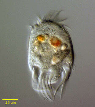 Uronychia transfuga的圖片
