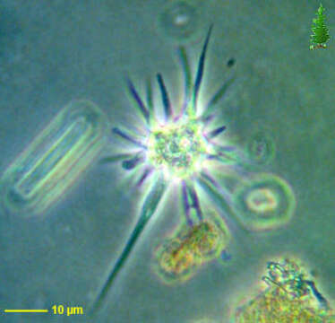 Image of Amoebidae