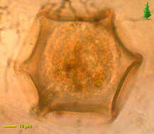 صورة Arcellidae