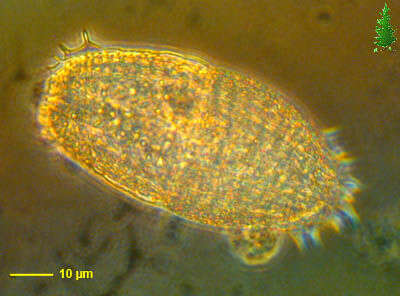 Image of Colepidae