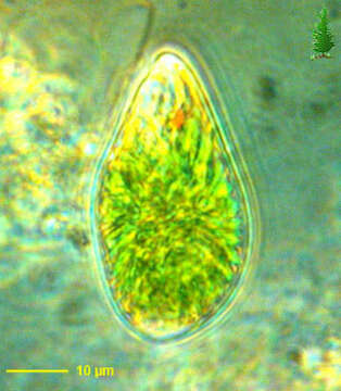 Image de Euglena Ehrenberg 1830