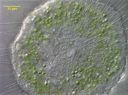 Image of Acanthocystis Carter 1863