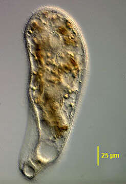 Image of Nassophorea