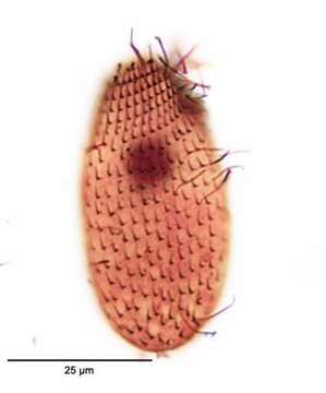 Image of Dexiotricha tranquilla (Kahl 1926) Augustin & Foissner 1992