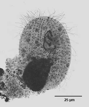 Image of Sphenostomella vernalis (Dragesco & Groliere 1969) Jankowski 1980