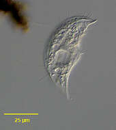 Image of Drepanomonas dentata Fresenius 1858