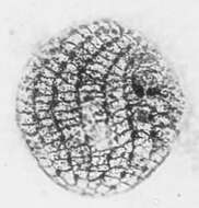 Image of Colpoda steinii