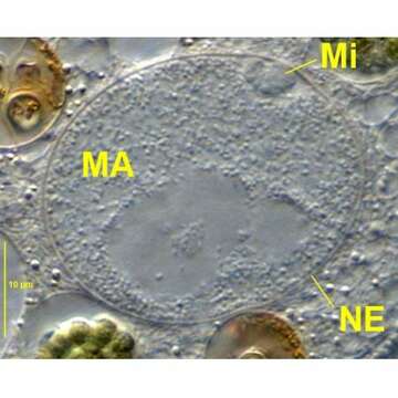 Image of Rostrophrya camerounensis (Njine 1979) Foissner 1993