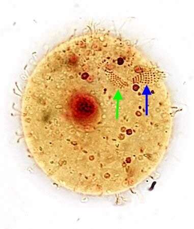 Слика од Colpoda steinii