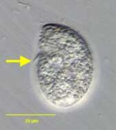 Image of Colpoda steinii