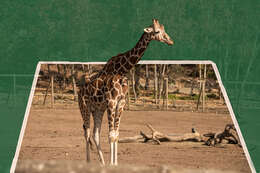 Image of Giraffes