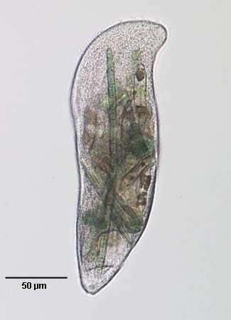 Image of Rostrophrya camerounensis (Njine 1979) Foissner 1993