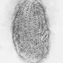 Image of Colpodidium caudatum