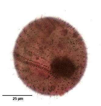 Image de Perispira ovum Stein 1859