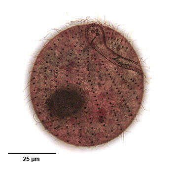 Image de Perispira ovum Stein 1859