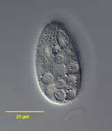 Image of Tetrahymena pyriformis