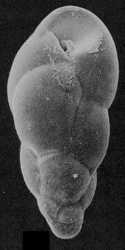 Image of Buliminellidae