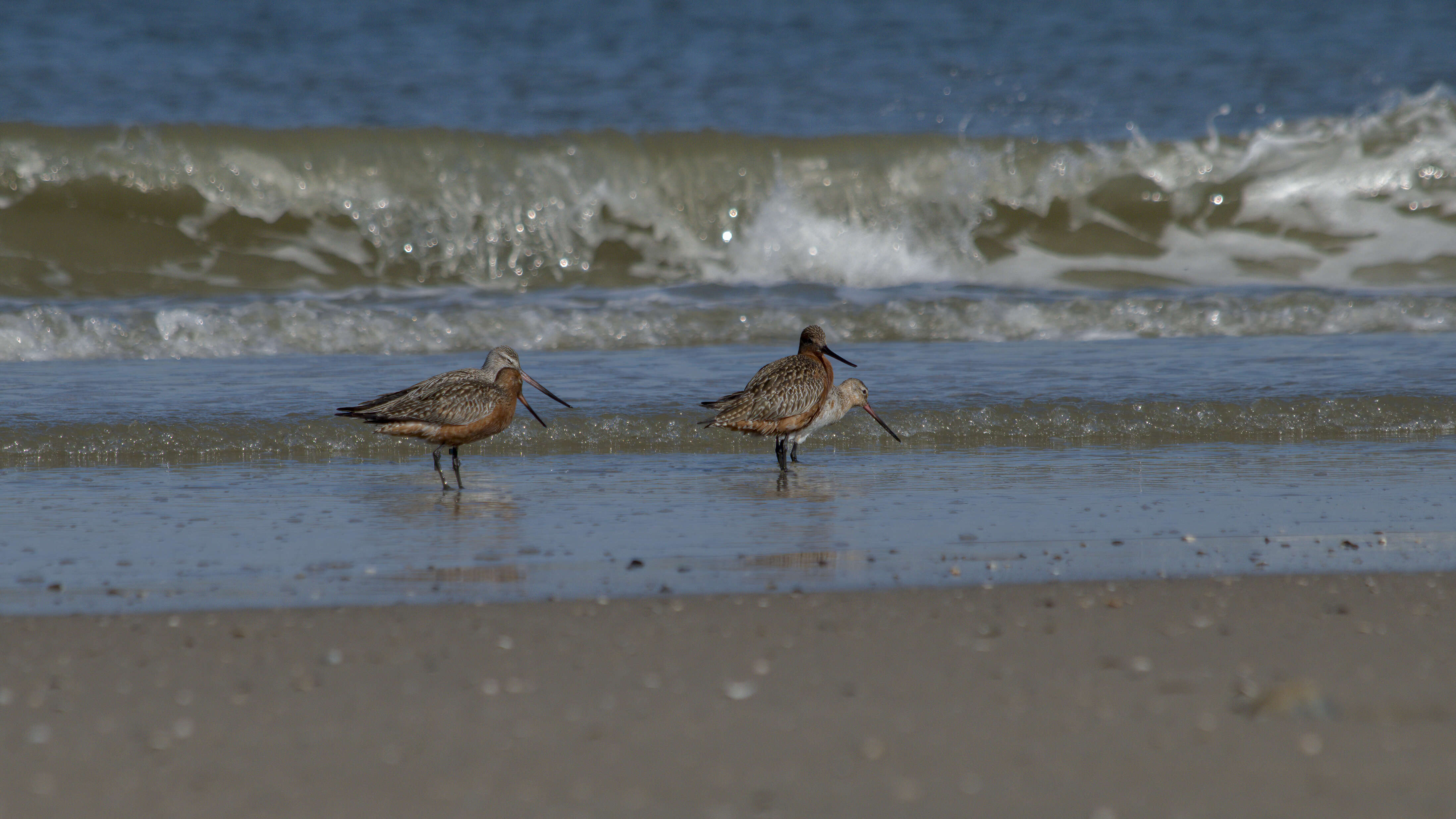 Image of Bar-tailed Godwit