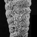 Image of Textularia earlandi Parker 1952