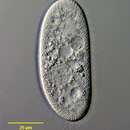 Image of Furgasonia theresae (Fabre-Domergue 1891) Foissner, Agatha & Berger 2002