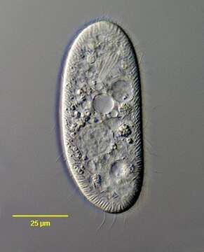 Image of Furgasonia theresae (Fabre-Domergue 1891) Foissner, Agatha & Berger 2002