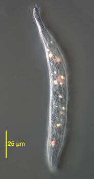 Image of Trachelophyllidae