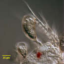 Image of Cyclodonta bipartita (Stokes 1885) Matthes 1958