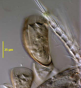 Cyclodonta bipartita (Stokes 1885) Matthes 1958 resmi