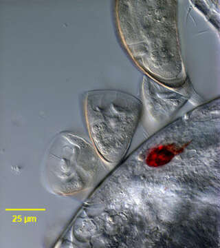 Image of Cyclodonta bipartita (Stokes 1885) Matthes 1958