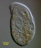 Image de Trithigmostoma cucullulus