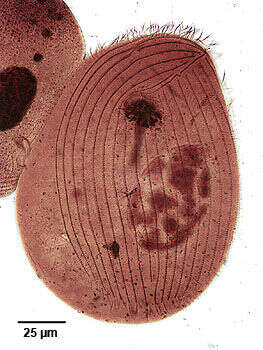 Image of Trithigmostoma cucullulus