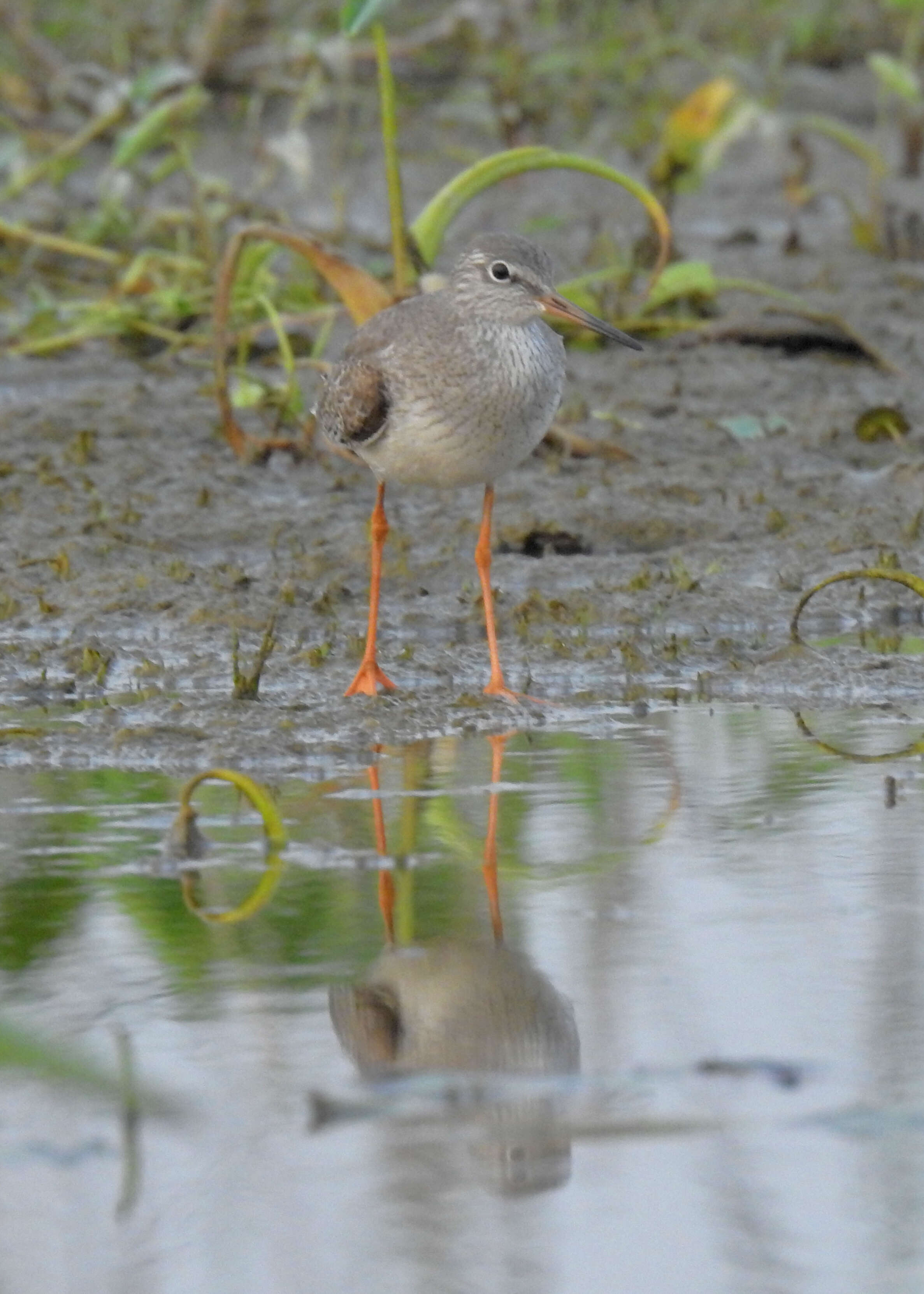 Image of Common Redshank