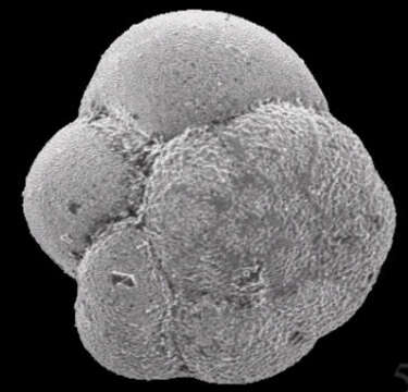 Image of Ammonia parkinsoniana (d'Orbigny 1839)