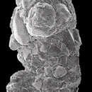 Image of Ammotium morenoi (Acosta 1940)