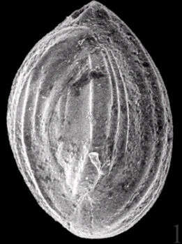 Image of Quinqueloculina jugosa Cushman 1944