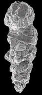 Image of Hormosinina Haeckel 1894