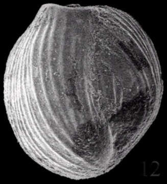 Image of Quinqueloculina tenagos Parker 1962