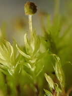 Image of aulacomnium moss