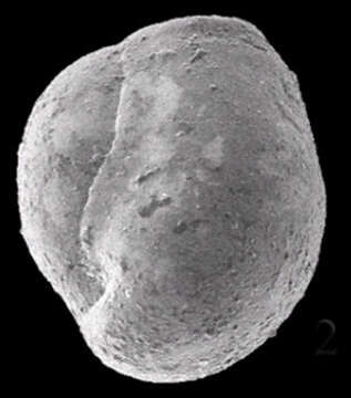 Image of Cycloforina sidebottomi (Rasheed 1971)