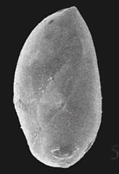 Image of Triloculinella Riccio 1950
