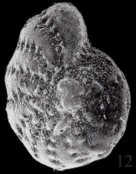 Image of Elphidium galvestonense Kornfeld 1931