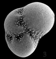 Cribroelphidium excavatum (Terquem 1875)的圖片