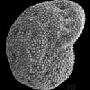 Image of Elphidium margaritaceum Cushman 1930