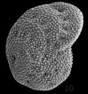 Image of Elphidium margaritaceum Cushman 1930