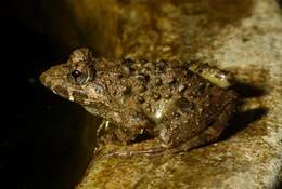 Image of Indian frogs