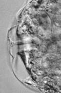Image of Bathyallogromia Gooday et al. 2004
