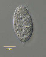 Image of Orthotrochilia Deroux ex Song 2003